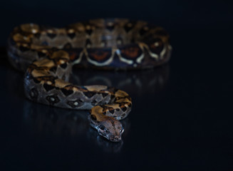 Beautiful snake on a black background