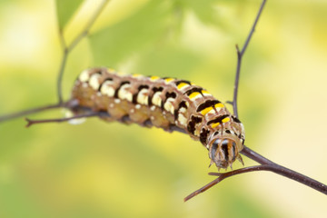 Caterpillar on fern