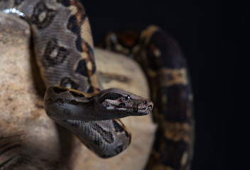 Beautiful snake on a black background