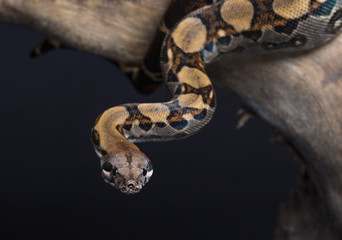 Beautiful snake on a black background