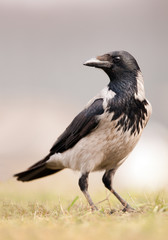 Grey crow closeup with clean background, Hungary, Europe