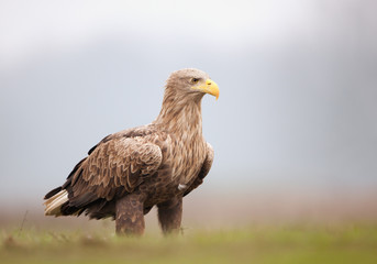 Adult white tailed eagle standing in the grass, with clean background, Hungary, Europe