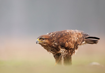 Common buzzard standing in the grass with clean background, Hungary, Europe
