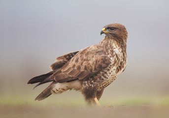 Common buzzard standing in the grass with clean background, Hungary, Europe