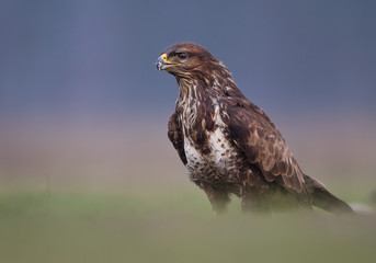 Common buzzard standing in the grass with clean dark background, Hungary, Europe