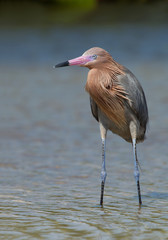 Reddish egret closeup with clean background, Florida, USA