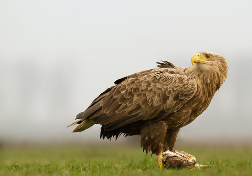 Adult white tailed eagle eating fish in the grass, clean background, Hungary, Europe