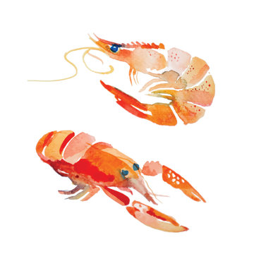 Watercolor shrimp.