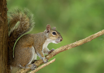 Naklejka na ściany i meble American ground squirrel on the branch, clean green background, Florida, USA