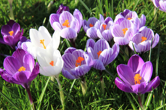 Fototapeta Crocuses on a field