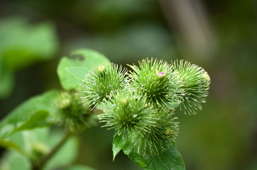 Inflorescence of burdock cocklebur with spines closeup