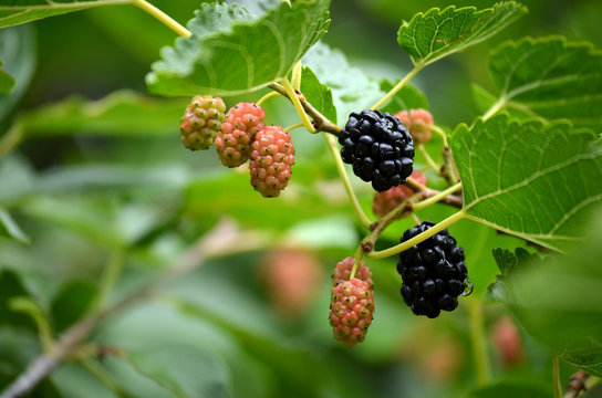 Mulberry fruit on the tree after rain