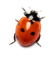 Ladybug - 103997209