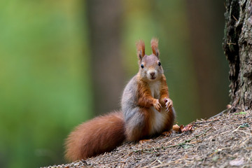 Red Squirrel posing on the pine needles near a tree
