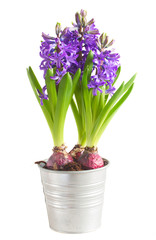 Spring flowers in pots