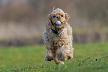 Running American Cocker Spaniel with a golf ball in his mouth