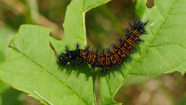 4K Baltimore Checkerspot (Euphydryas phaeton) - Caterpillar Feeding 3