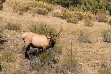 Bull Elk