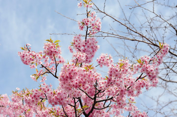Cherry blossoms with blue sky and clouds in Japanese spring