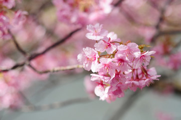 Cherry blossoms with river in Japan