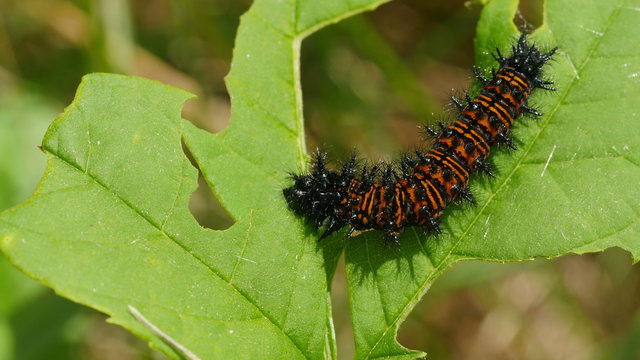 4K Baltimore Checkerspot (Euphydryas phaeton) - Caterpillar Feeding 4