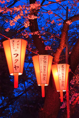 Cherry-Blossom Viewing (O-Hanami) Festival