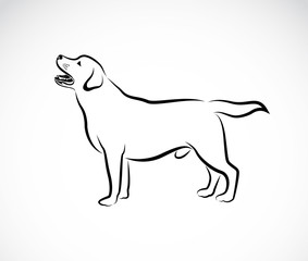 Vector image of an dog labrador on white background