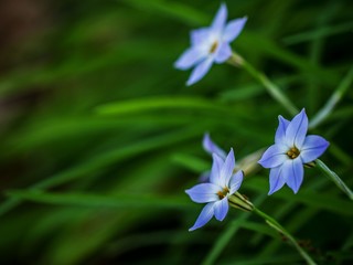 Fototapeta premium Blue star flowers