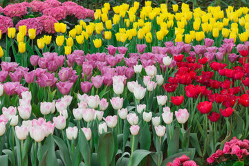 Fresh multicolored tulips