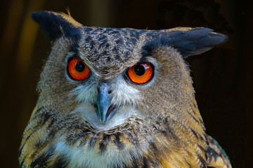 Eagle Owl head shot