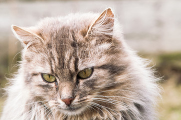 portrait of a beautiful fluffy cat