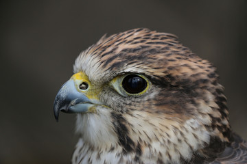 Saker Falcon head shot
