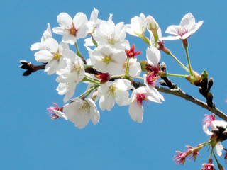 Toronto High Park Cherry Blossoms branch 20015