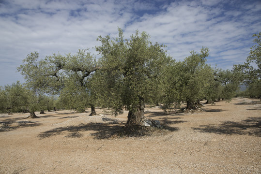 olivo europeo