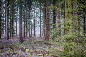 Nebel und Dunst an einem frühen Wintermorgen im Wald 