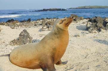 Sea Lion - Galapagos