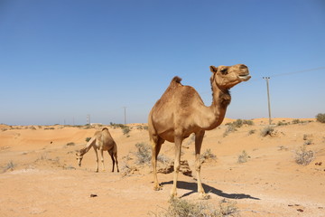 Camels in UAE