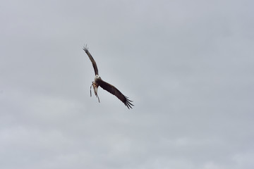 rapaces en plein vol