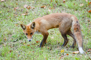 Red Fox