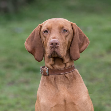 Hungarian Vizla