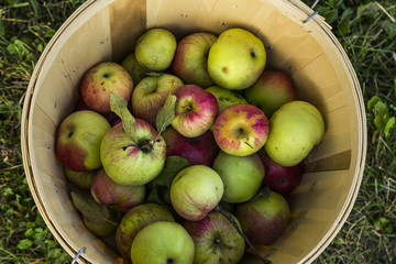 Fresh harvest of apples