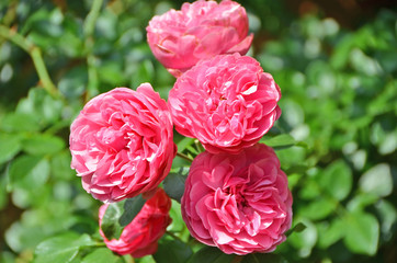 Rosa odorata flower