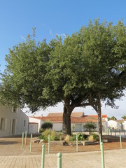 Charente-Maritime - Ch&ecirc;ne bicentenaire, arbre remarquable