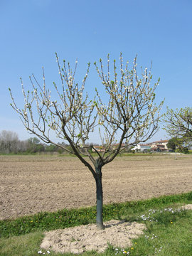 Single pear tree in blossom in Tuscany, Italy