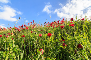 red flowers on a background of grass and sky