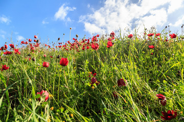 red flowers on a background of grass and sky