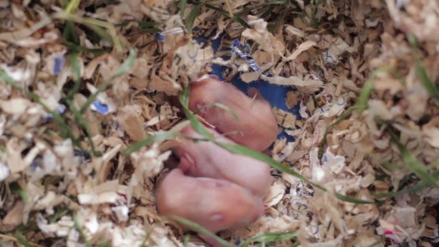 newly born bald mice
