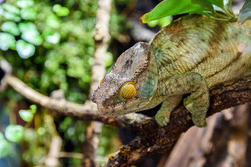 Green Chameleon Lizard On Branch