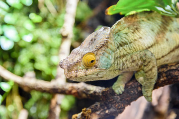 Green Chameleon Lizard On Branch