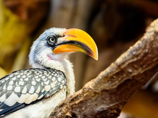 Exotic Jungle Bird With Yellow Beak On Branch